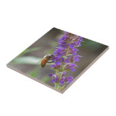 Honigbiene auf Salvia Fliese (Seite)