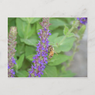 Honigbiene auf Salvia Officinalis Postkarte