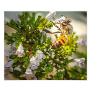 Honigbiene auf Wildblumen – Naturdruck eines Bestä Fotodruck