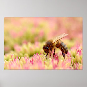 Honigbiene, die auf der Blume des Südens füttre Poster
