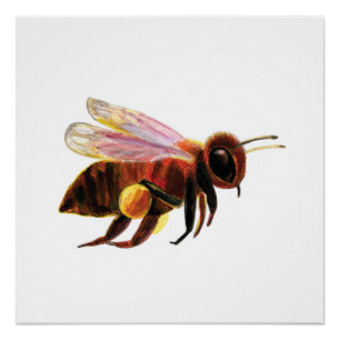 Honigbiene fliegt  poster