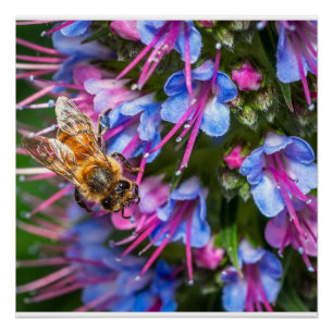 Honigbiene Florale Wandkunst Farbige Makro-Natur Poster