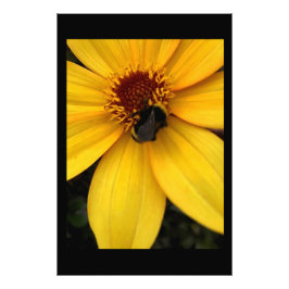 Honigbiene  fotodruck
