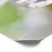 Honigbiene füttre auf anthemis-Blume Poster (Ecke)