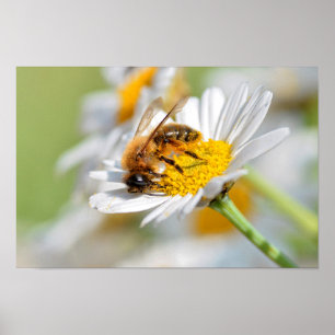 Honigbiene füttre auf anthemis-Blume Poster