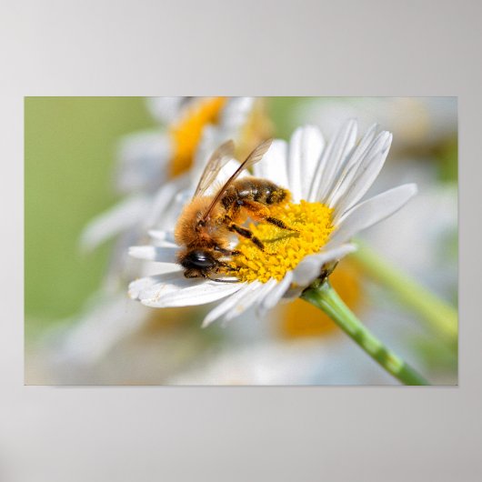 Honigbiene füttre auf anthemis-Blume Poster (Vorne)