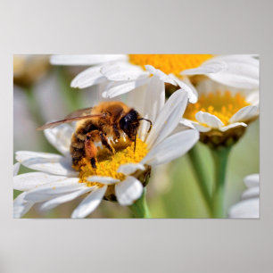 Honigbiene füttre auf anthemis-Blume Poster