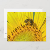 Honigbiene füttre auf Sonnenblume Postkarte (Vorne/Hinten)