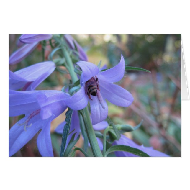 Honigbiene in Harebell (Vorderseite (Horizontal))