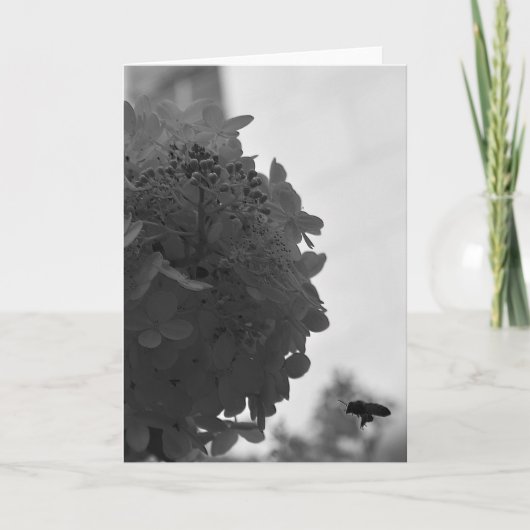 Honigbiene, Karte (Vorderseite)