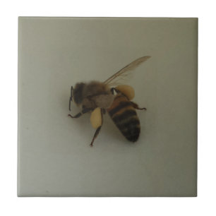 Honigbiene Kleine (4,25" x 4,25") Keramik Foto Til Fliese