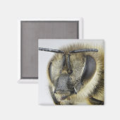 Honigbiene Magnet (Vorderseite/Rückseite)