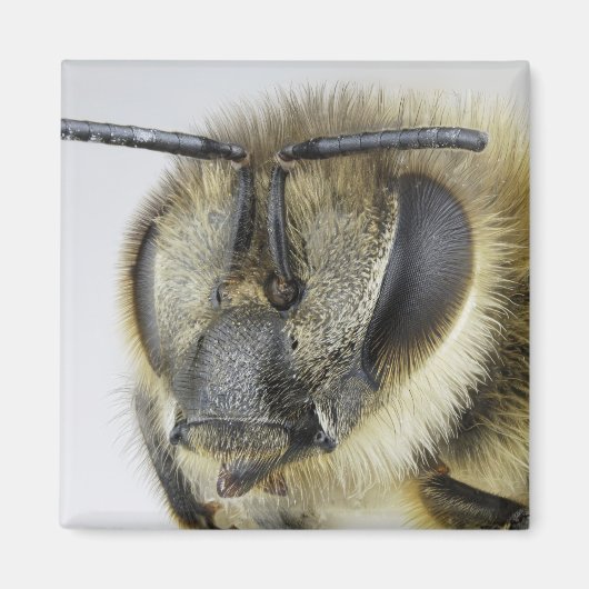 Honigbiene Magnet (Vorne)