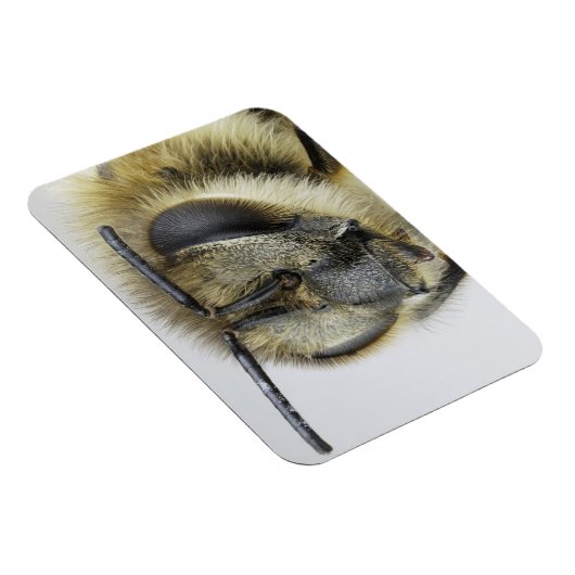 Honigbiene Magnet (Rechte Seite)