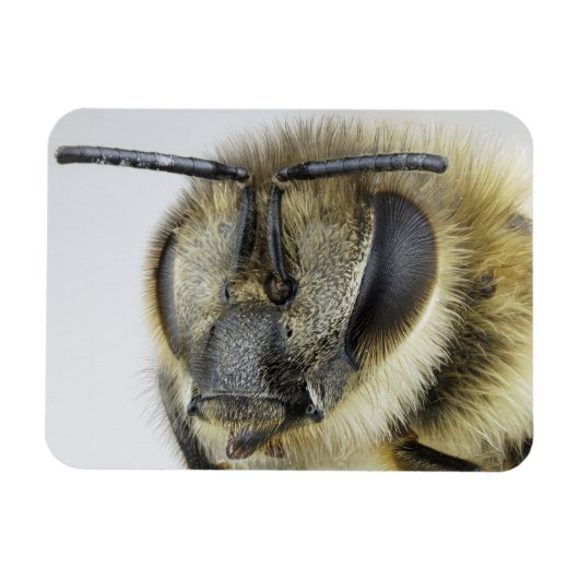 Honigbiene Magnet (Horizontal)