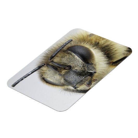 Honigbiene Magnet (Linke Seite)