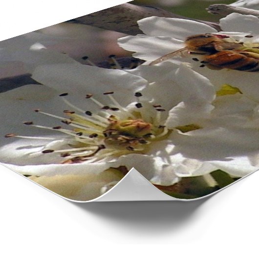 Honigbiene Poster (Ecke)