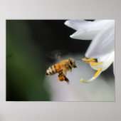 Honigbiene Poster (Vorne)