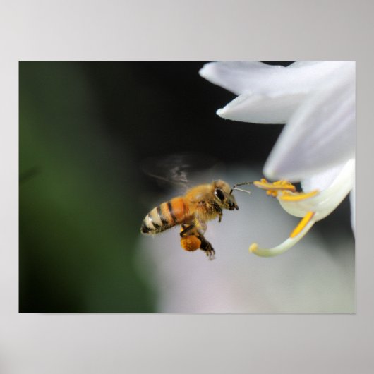 Honigbiene Poster (Vorne)