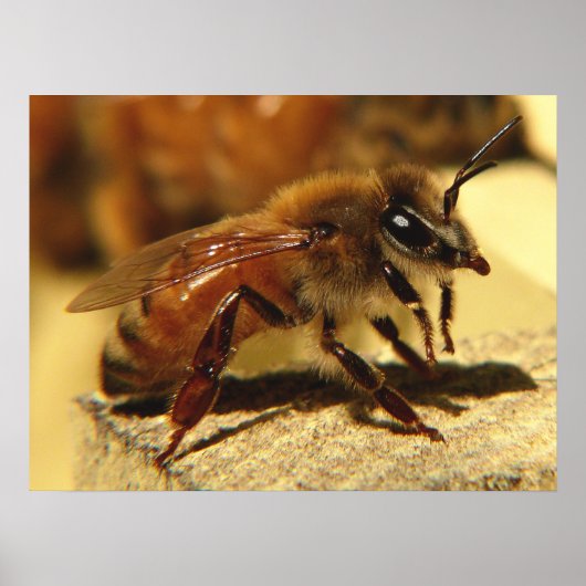 Honigbiene Poster (Vorne)