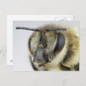 Honigbiene Postkarte (Vorne/Hinten)