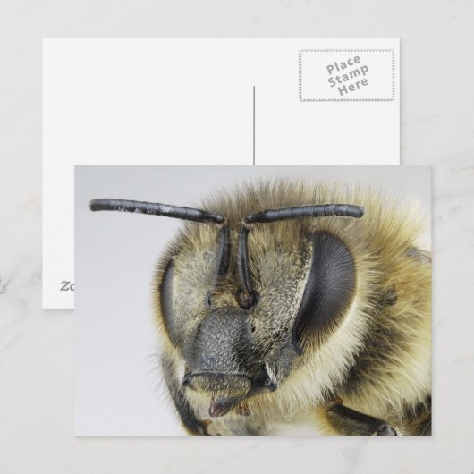 Honigbiene Postkarte (Vorne/Hinten)