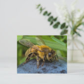 Honigbiene Postkarte (Stehend Vorderseite)