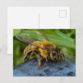 Honigbiene Postkarte (Vorne/Hinten)