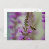 Honigbiene Postkarte (Vorne/Hinten)