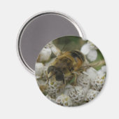 Honigbiene und Blume Magnet (Vorderseite/Rückseite)