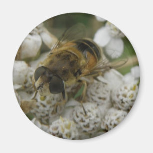 Honigbiene und Blume Magnet