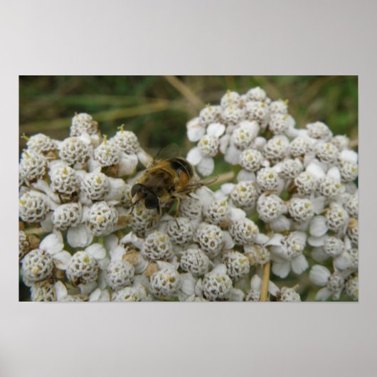 Honigbiene und Blume Poster (Vorne)