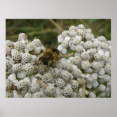 Honigbiene und Blume Poster (Vorne)