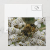 Honigbiene und Blume Postkarte (Vorne/Hinten)