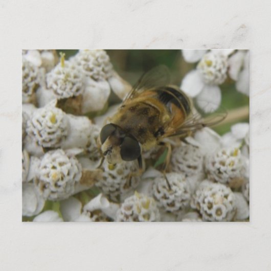 Honigbiene und Blume Postkarte (Vorderseite)