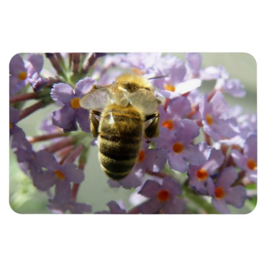 Honigbiene und Buddleia-Blume Flexi Magnet (Horizontal)