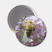 Honigbiene und Buddleia Blume Magnet (Vorderseite/Rückseite)