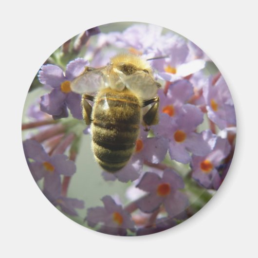 Honigbiene und Buddleia Blume Magnet (Vorne)