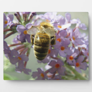 Honigbiene und Buddleia Blume Plaque Fotoplatte