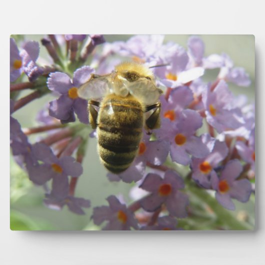 Honigbiene und Buddleia Blume Plaque Fotoplatte (Vorderseite)