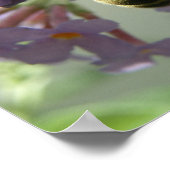 Honigbiene und Buddleia-Blume Print Poster (Ecke)