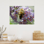 Honigbiene und Buddleia-Blume Print Poster (Küche)