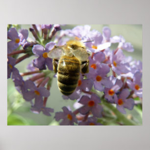 Honigbiene und Buddleia-Blume Print Poster