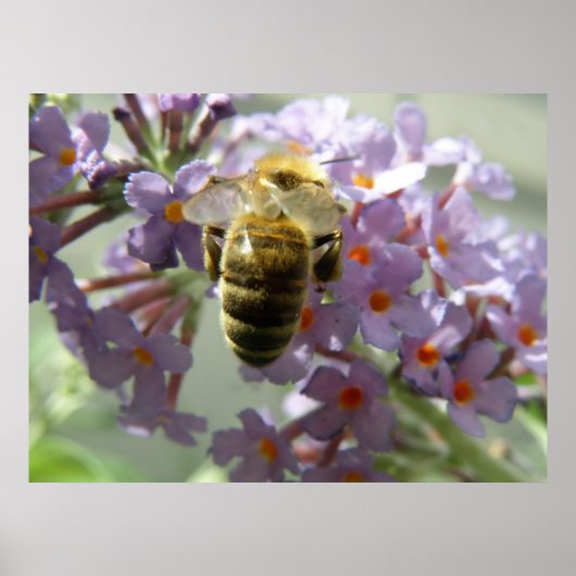 Honigbiene und Buddleia-Blume Print Poster (Vorne)