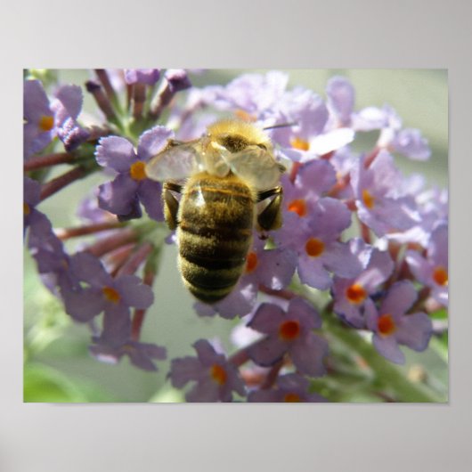 Honigbiene und Buddleia-Blume Print Poster (Vorne)