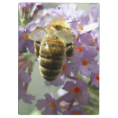 Honigbiene und Buddleia-Blume Zwischenablage Klemmbrett (Rückseite)