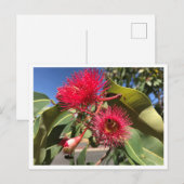 Honigbiene und Eukalyptus-Blume Postkarte (Vorne/Hinten)