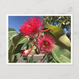 Honigbiene und Eukalyptus-Blume Postkarte