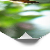 Honigbiene und Krabbenapfel blühen Poster (Ecke)