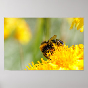 Honigbiene und Pollen Poster